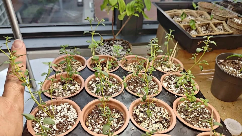 English Thyme Seedlings – Healthy Young Herb Plants