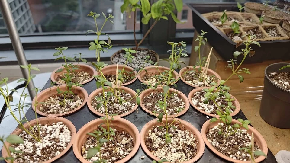 English Thyme Seedlings – Healthy Young Herb Plants - photo 2