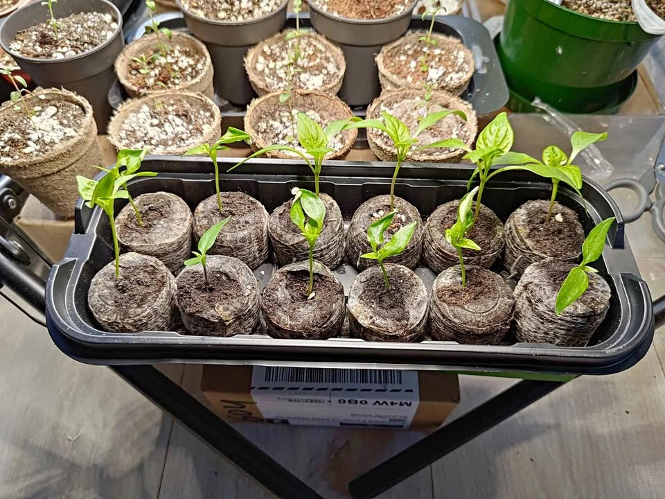 Sweet Pepper Seedlings – $1 Each 🌱
