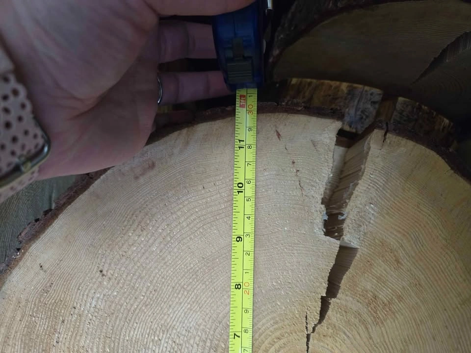 12 Large Tree Cookies - photo 4