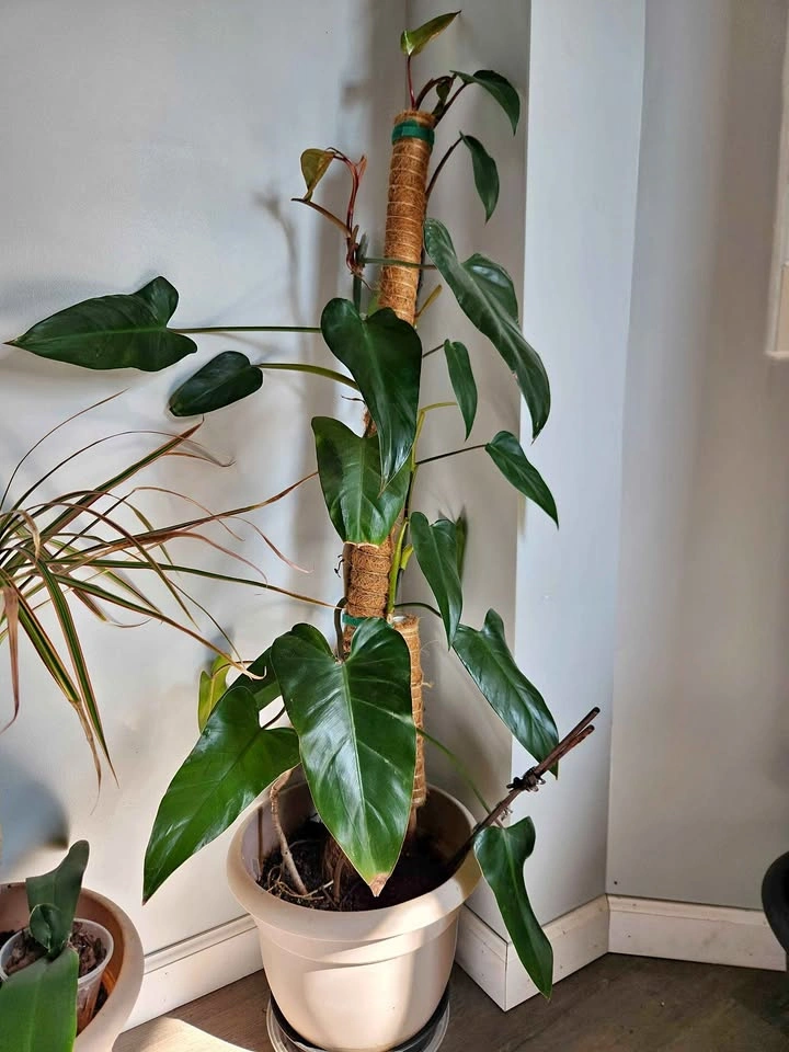 48-Inch Red Emerald Philodendron Erubescens with Moss Pole