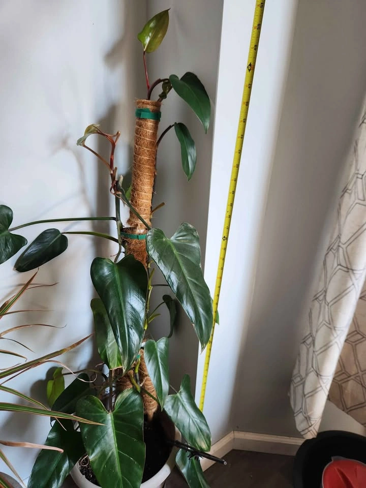 48-Inch Red Emerald Philodendron Erubescens with Moss Pole - photo 2