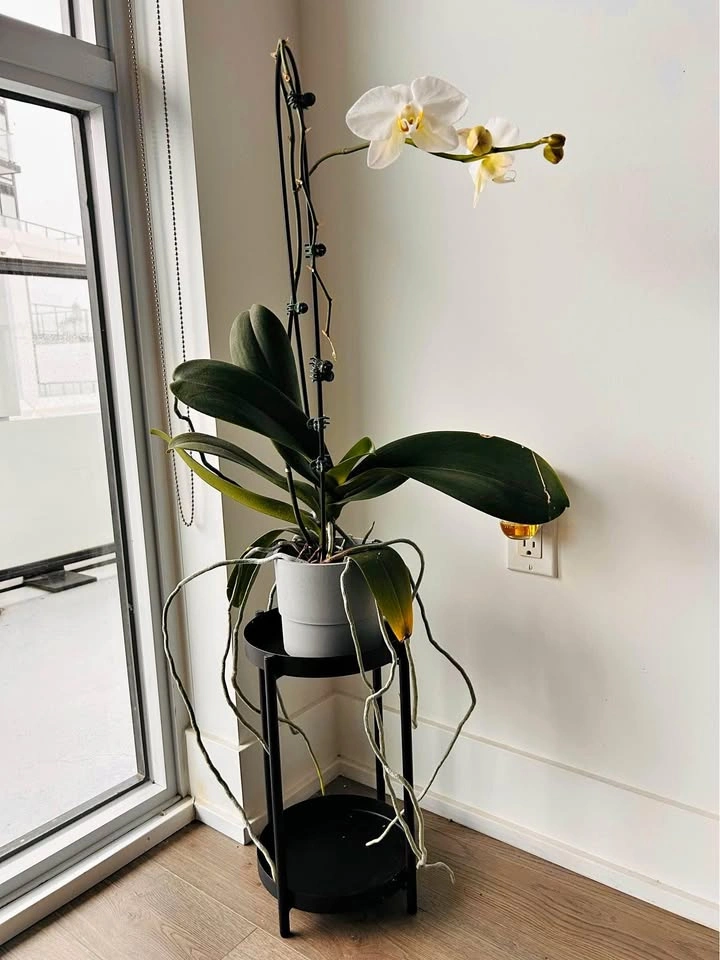 Orchid with IKEA plant stand