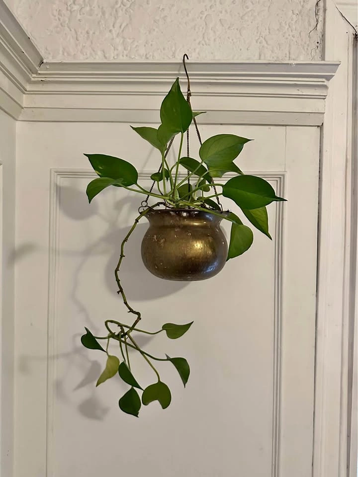 Brass pot with plant
