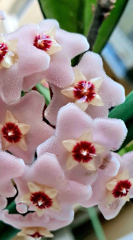 Large Hoya Carnosa