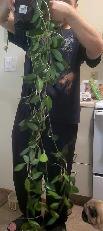 Large Hoya Carnosa - photo 2