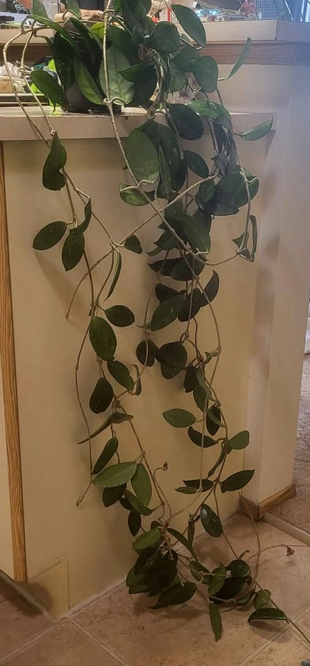 Large Hoya Carnosa - photo 3