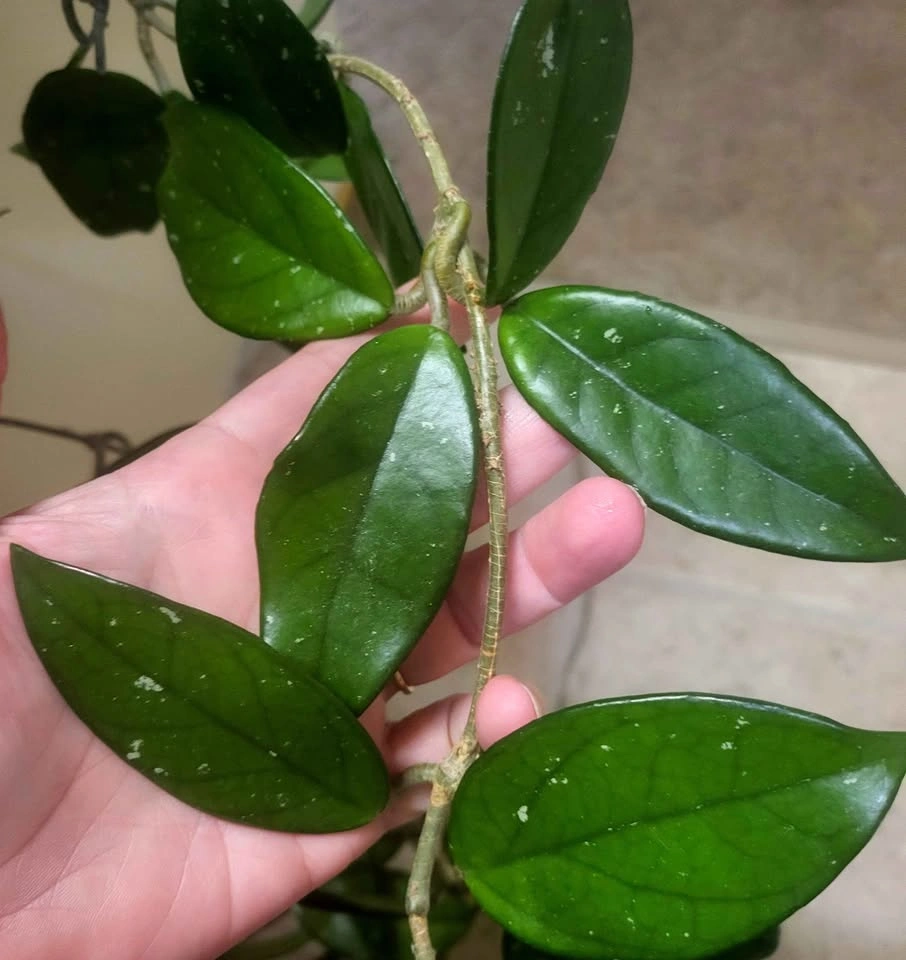 Large Hoya Carnosa - photo 4