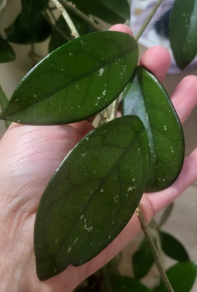 Large Hoya Carnosa - photo 5
