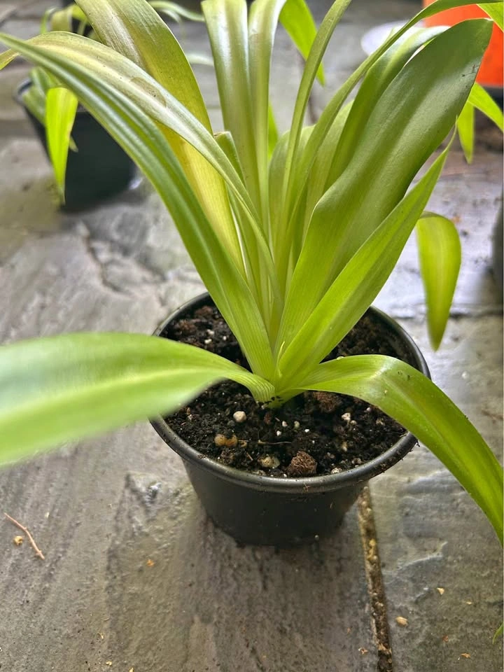 Spider plant in a nursery pot -1