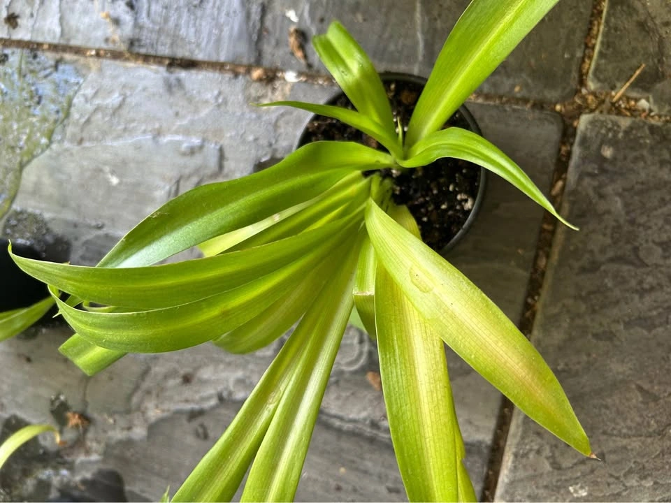 Spider plant in a nursery pot -1 - photo 2