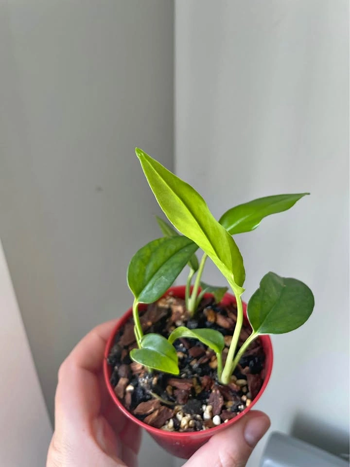 Baltic Blue Pothos (4” nursery pot)