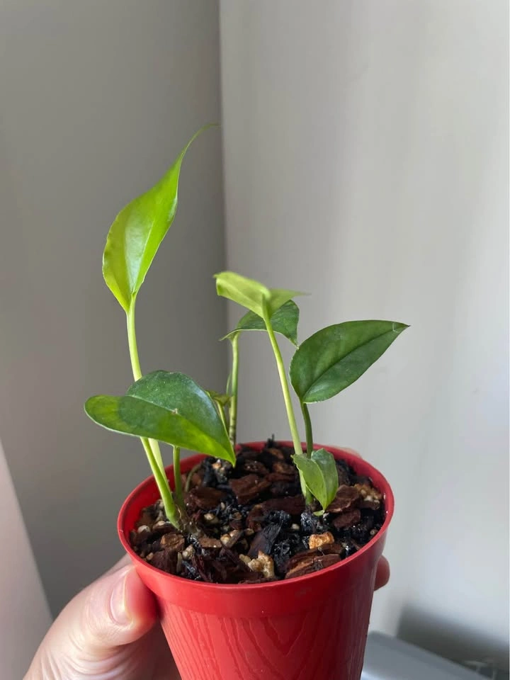 Baltic Blue Pothos (4” nursery pot) - photo 2