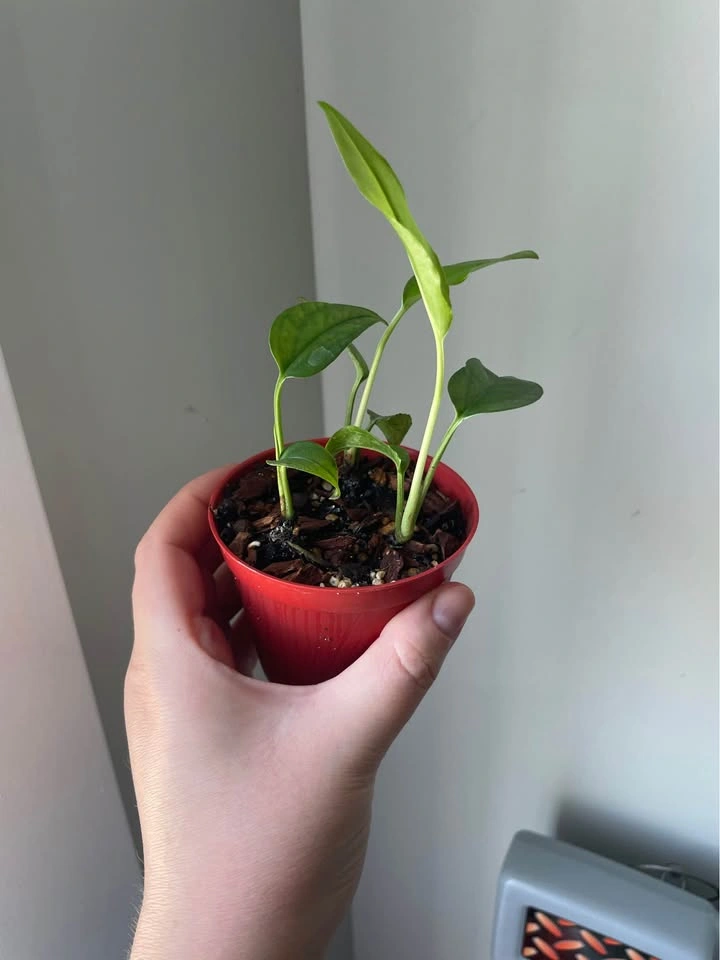 Baltic Blue Pothos (4” nursery pot) - photo 3