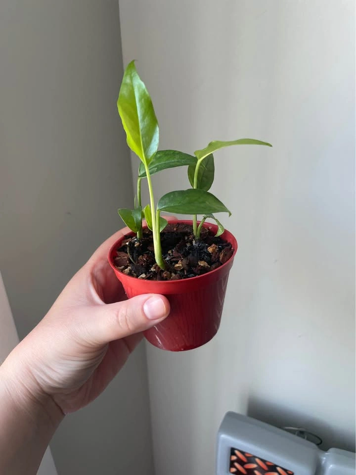 Baltic Blue Pothos (4” nursery pot) - photo 4