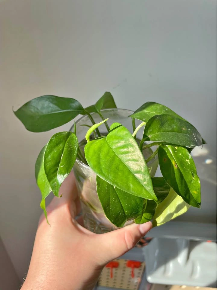 Baltic Blue Pothos Cuttings (well rooted)