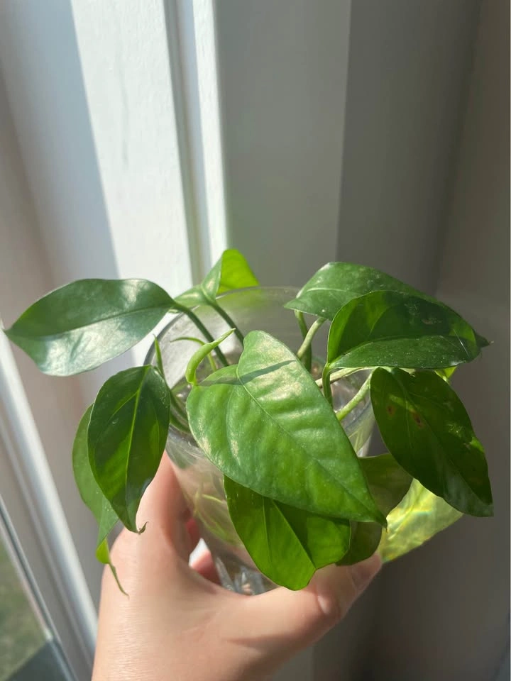 Baltic Blue Pothos Cuttings (well rooted) - photo 2