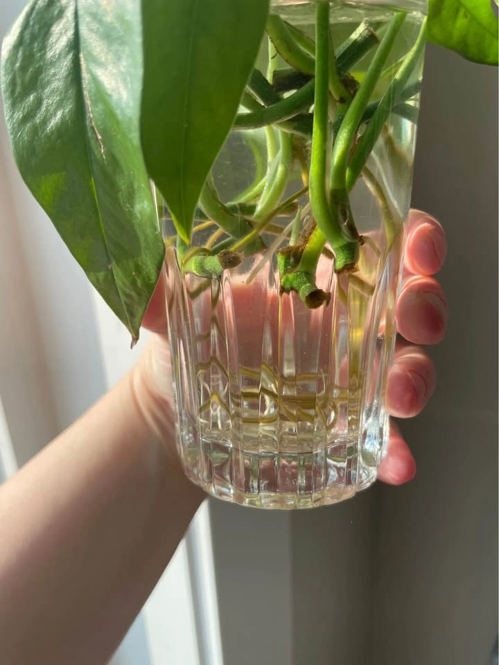 Baltic Blue Pothos Cuttings (well rooted) - photo 3