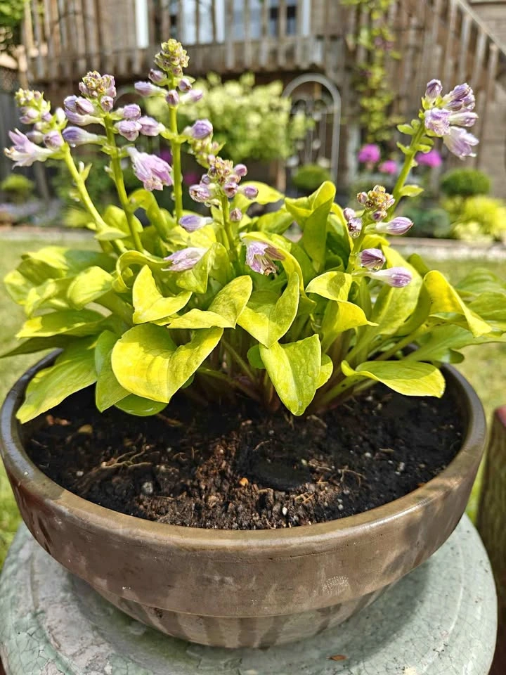 Potted Mini Hostas Collection
