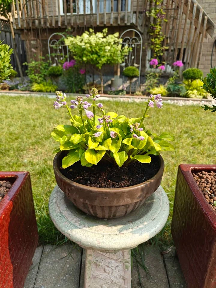 Potted Mini Hostas Collection - photo 2