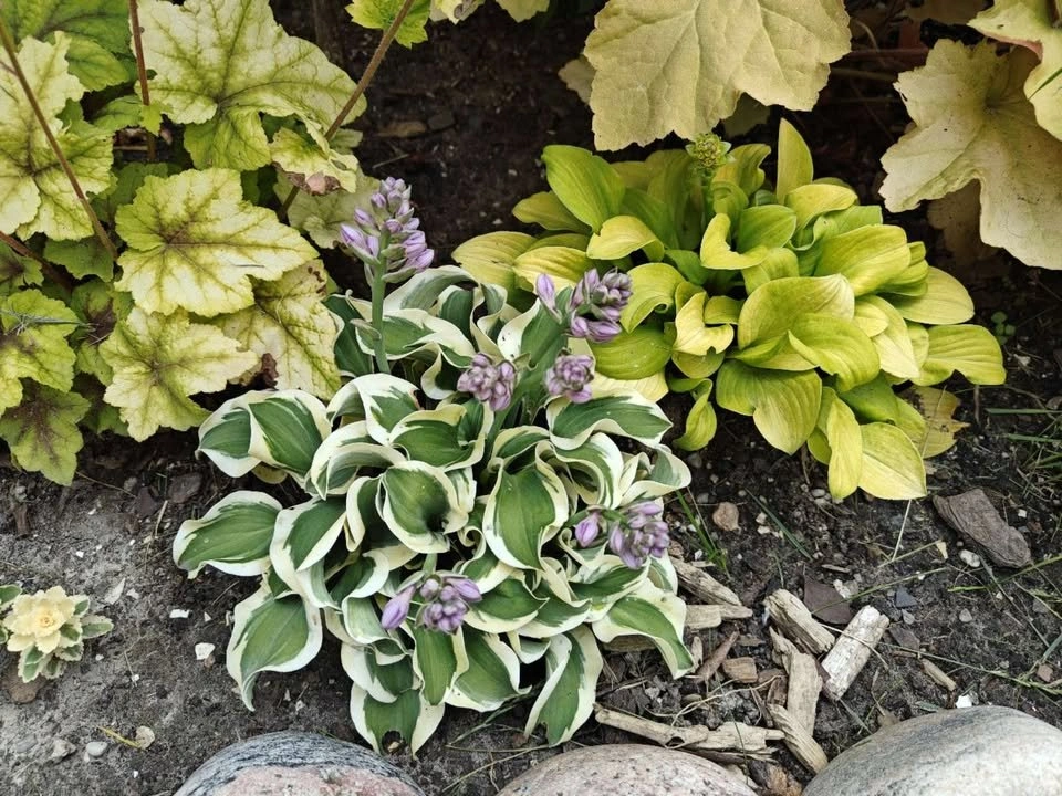 Potted Mini Hostas Collection - photo 3