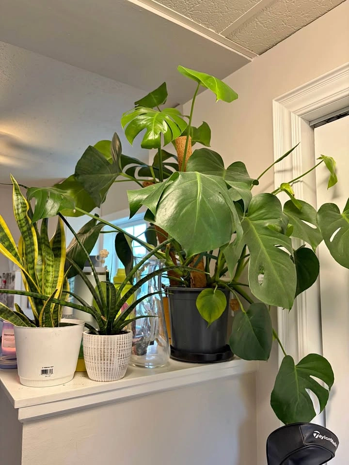 Monstera for sale