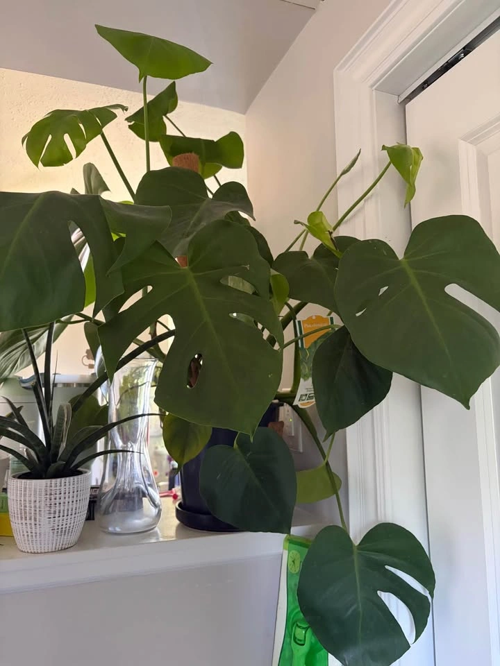 Monstera for sale - photo 2