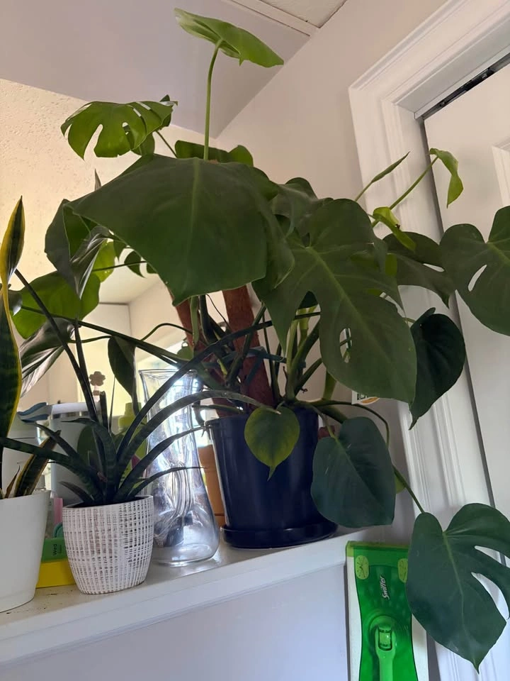 Monstera for sale - photo 3