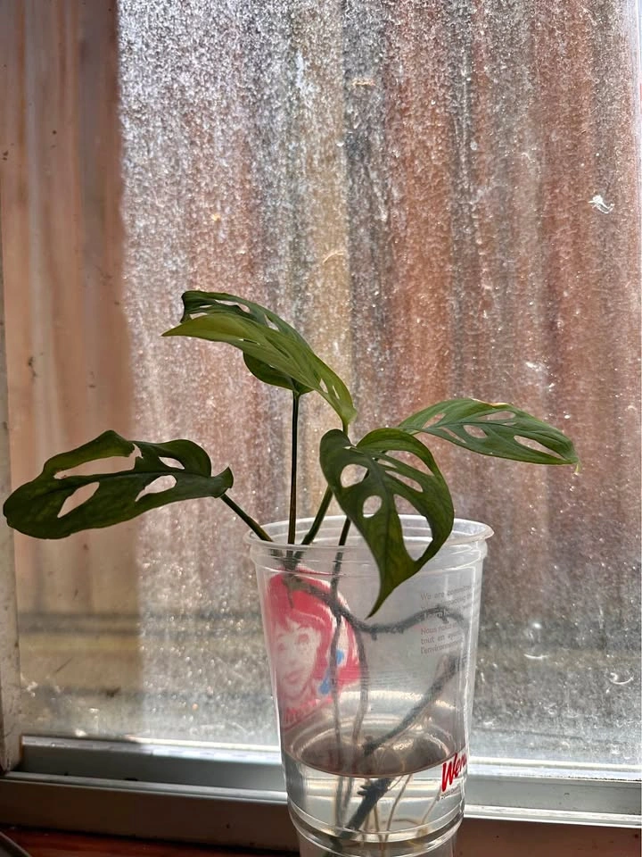Swiss cheese plant or monstera deliciosa