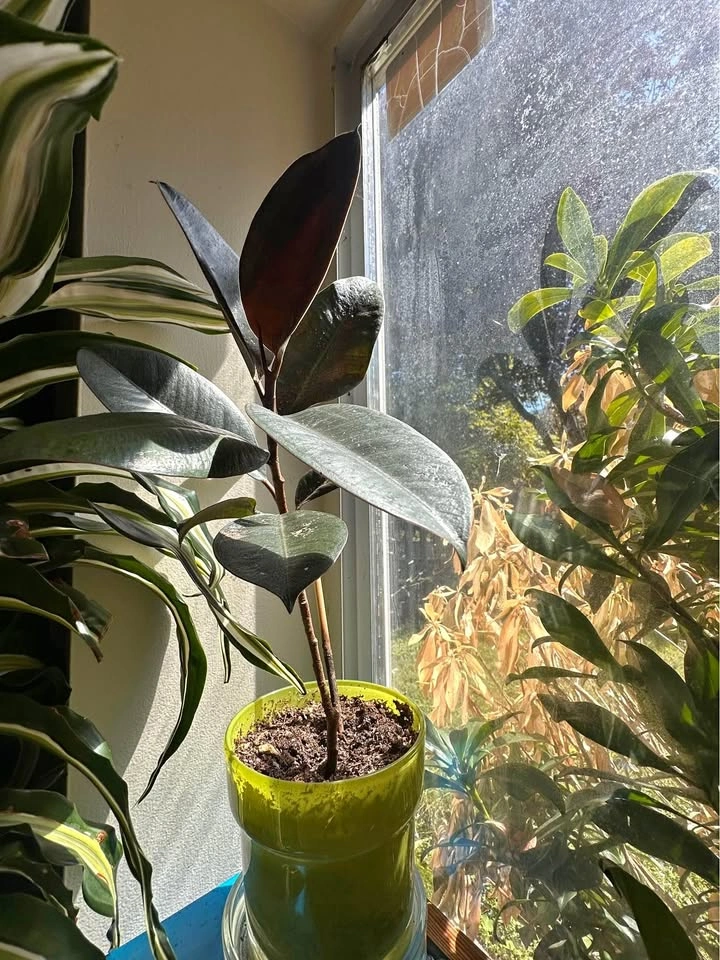 Rubber plant with the pot