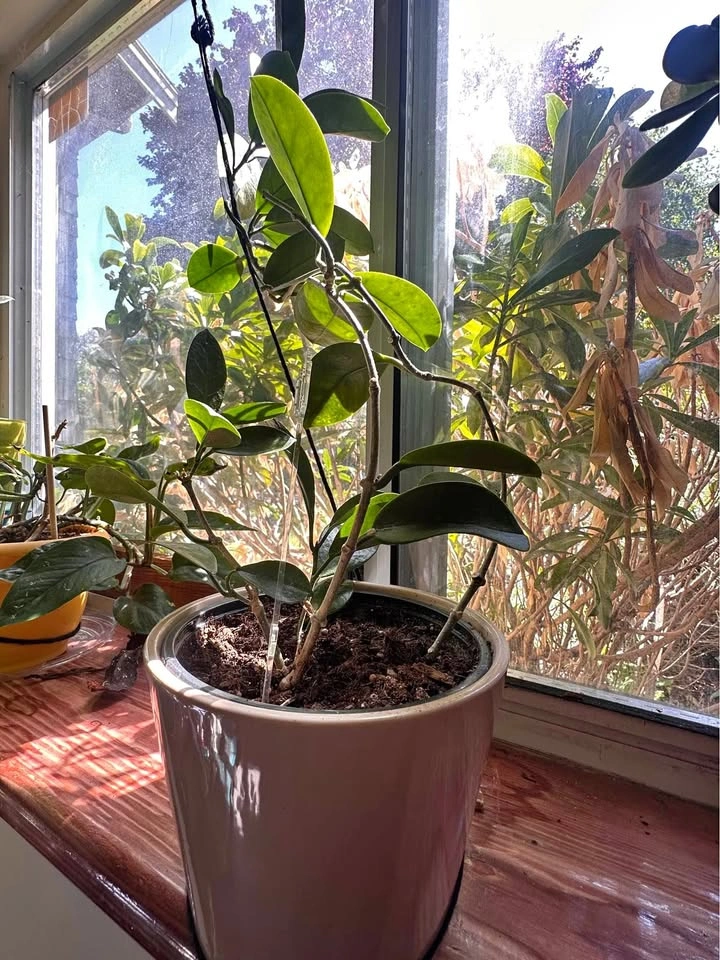 Hoya carnosa