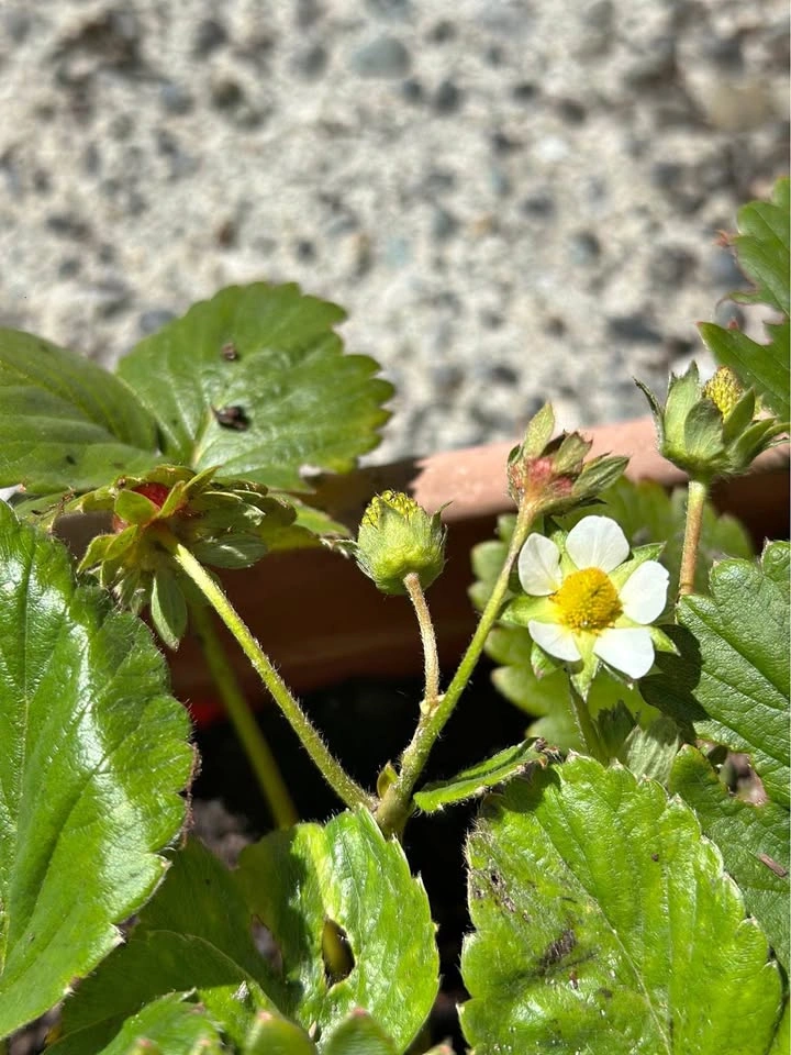 Strawberry plant in a pot