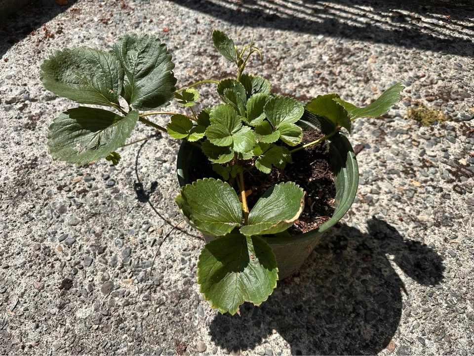 Strawberry plant in a pot - photo 2