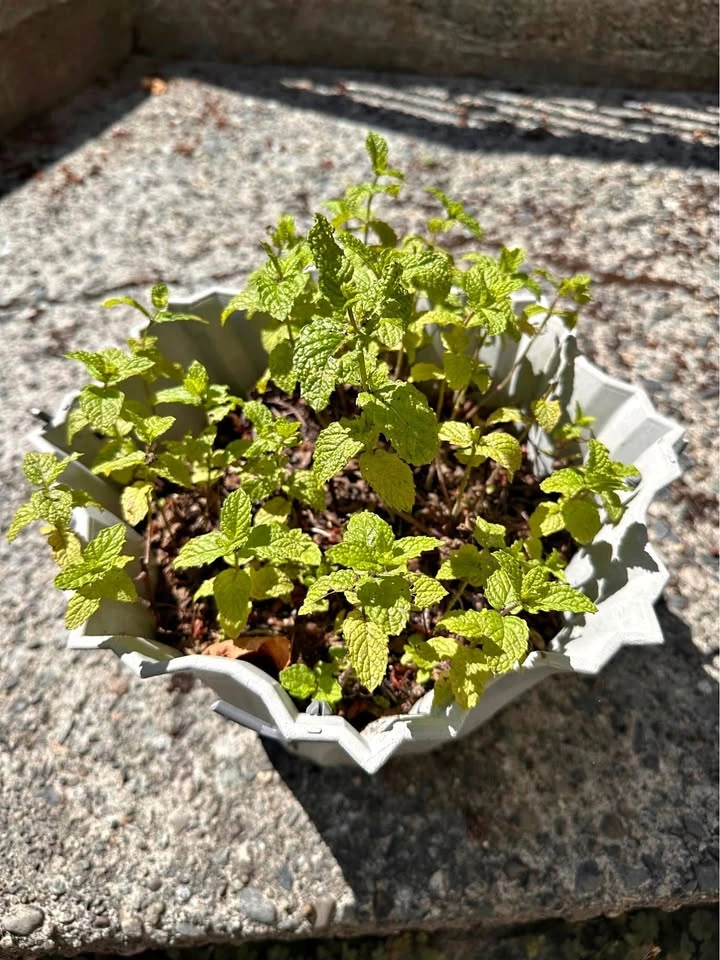 Mint in a planter
