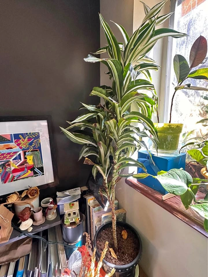 Dracaena (corn plant)