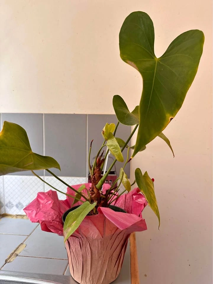 Lily pink