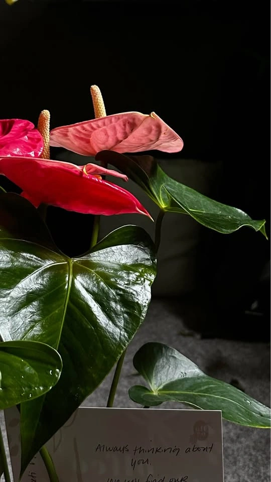 Lily pink - photo 2
