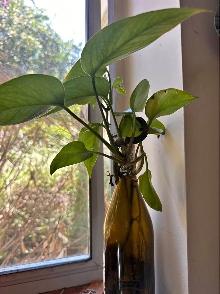 Golden pothos