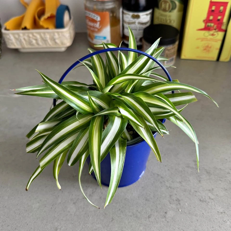Healthy Spider Plant