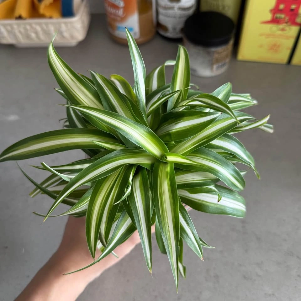 Healthy Spider Plant - photo 2