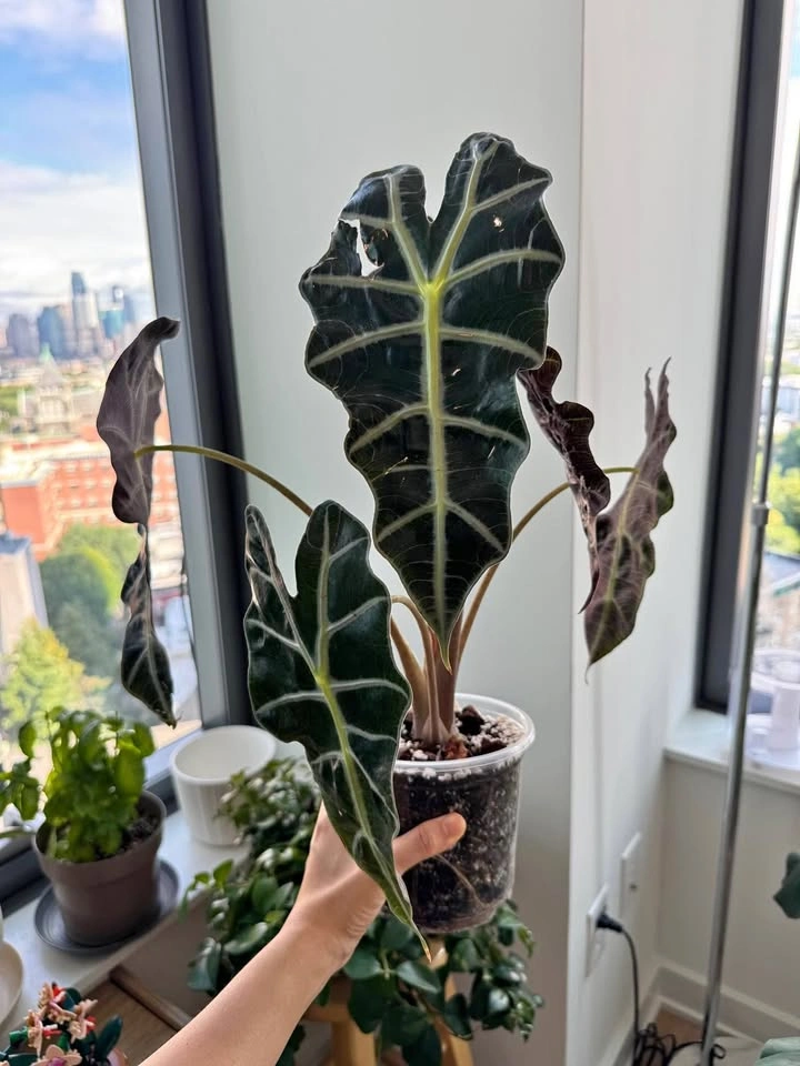Healthy Alocasia Polly