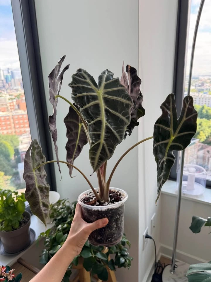 Healthy Alocasia Polly - photo 2