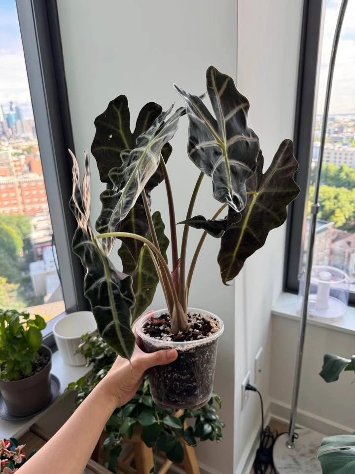 Healthy Alocasia Polly - photo 3