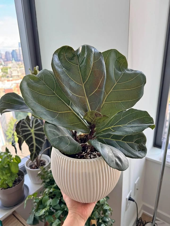 Healthy Fiddle Leaf Fig