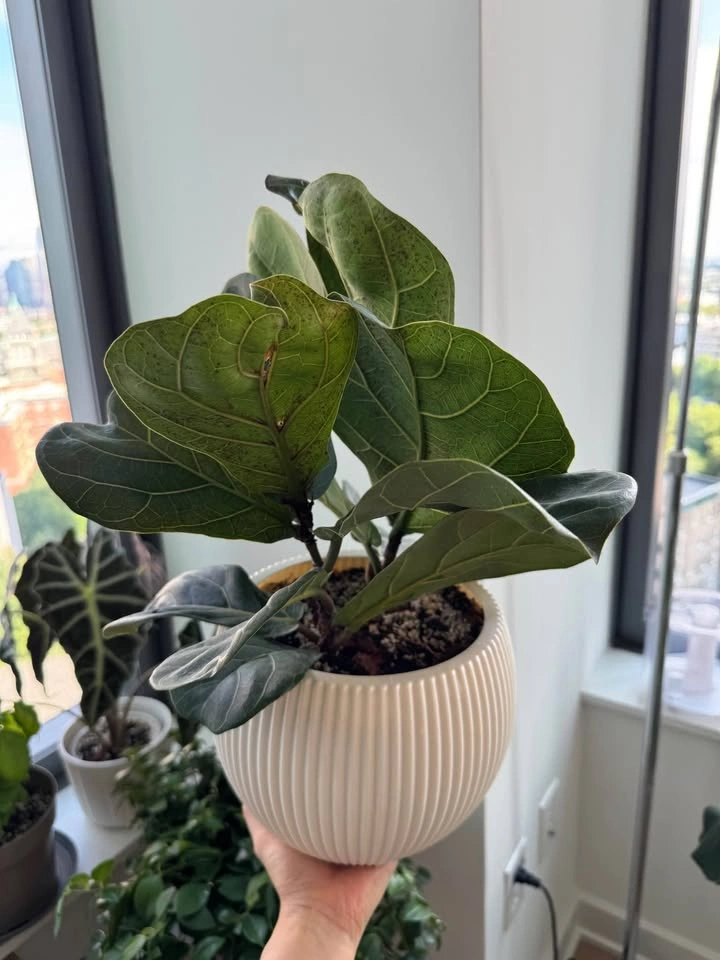 Healthy Fiddle Leaf Fig - photo 2