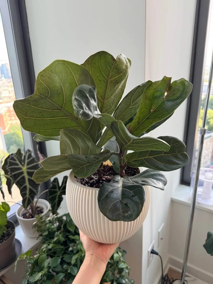 Healthy Fiddle Leaf Fig - photo 3