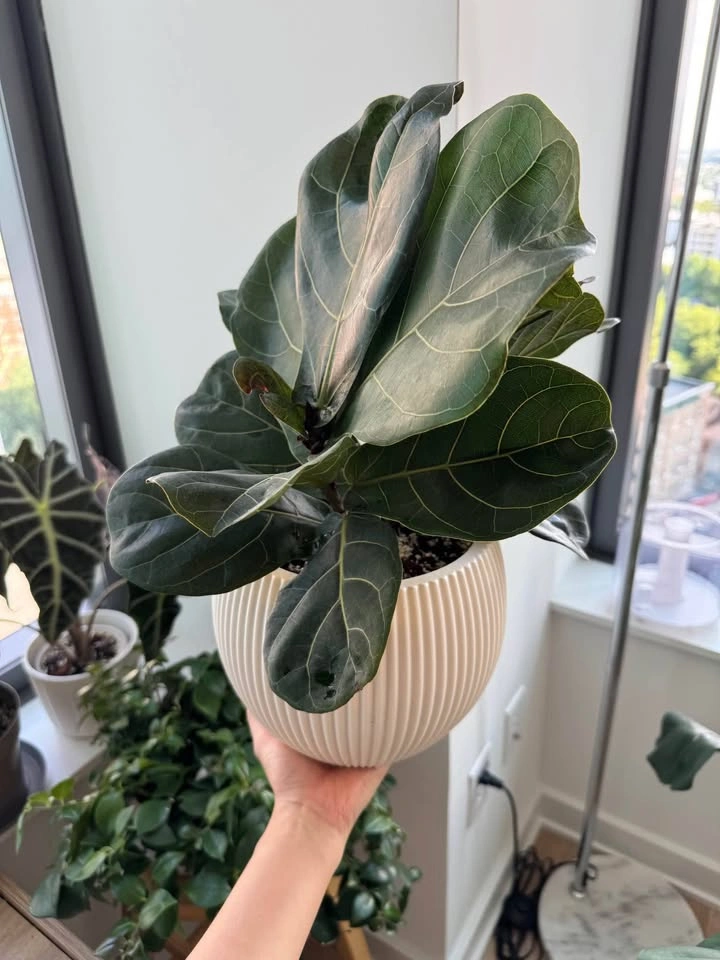 Healthy Fiddle Leaf Fig - photo 4