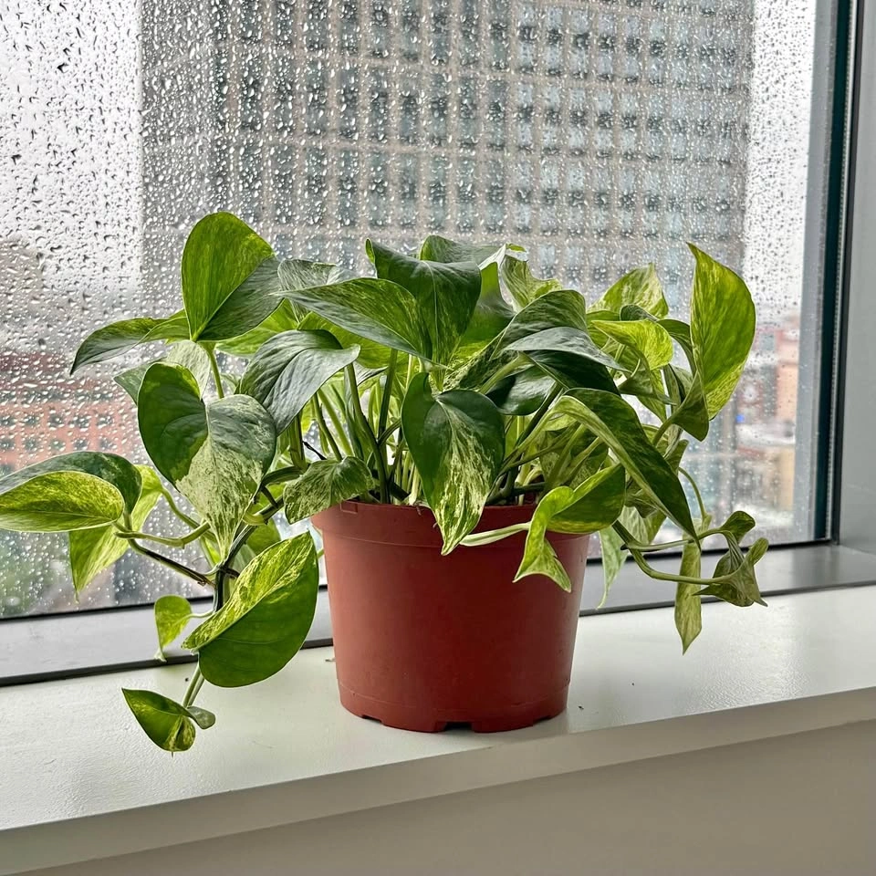 Healthy Golden Pothos