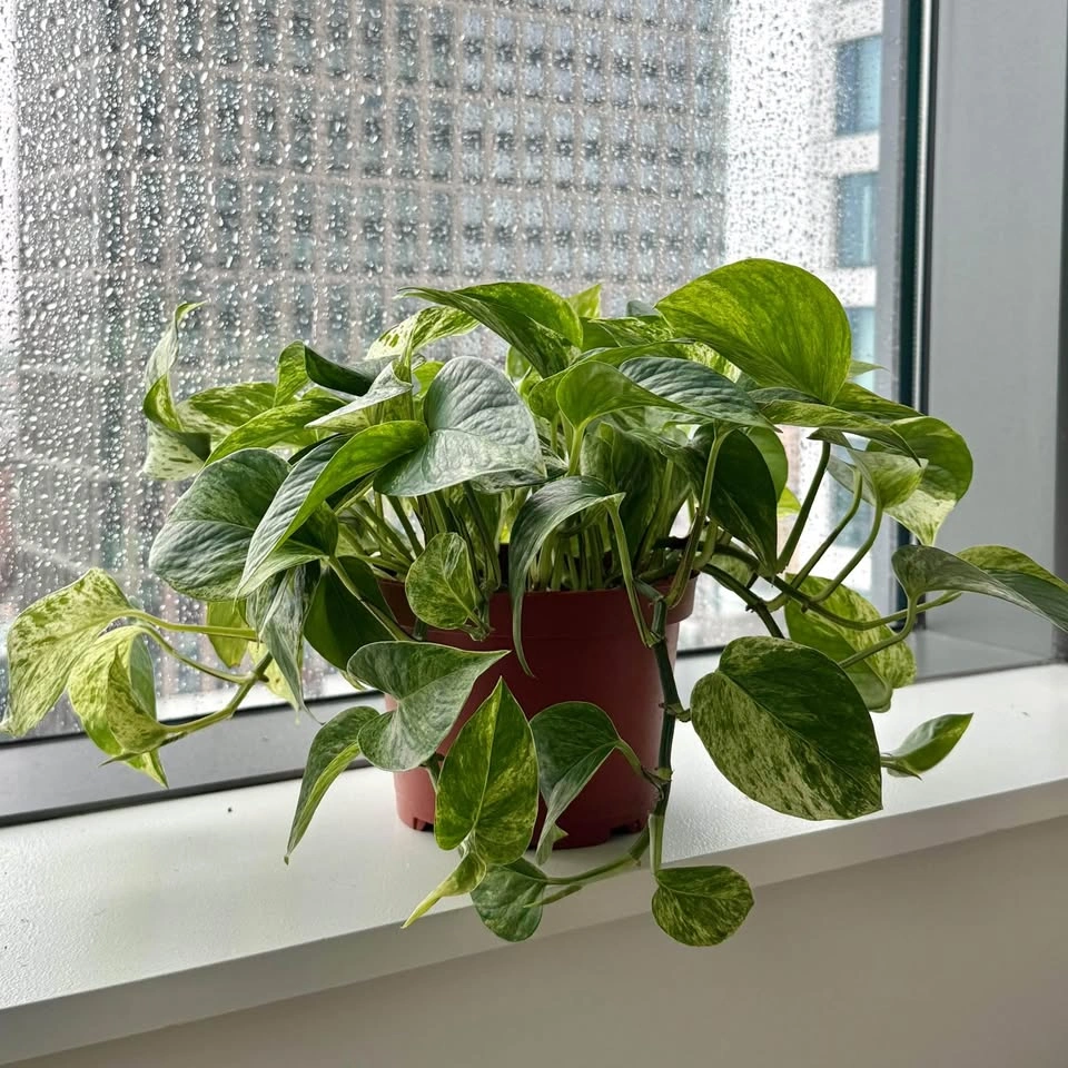 Healthy Golden Pothos - photo 2