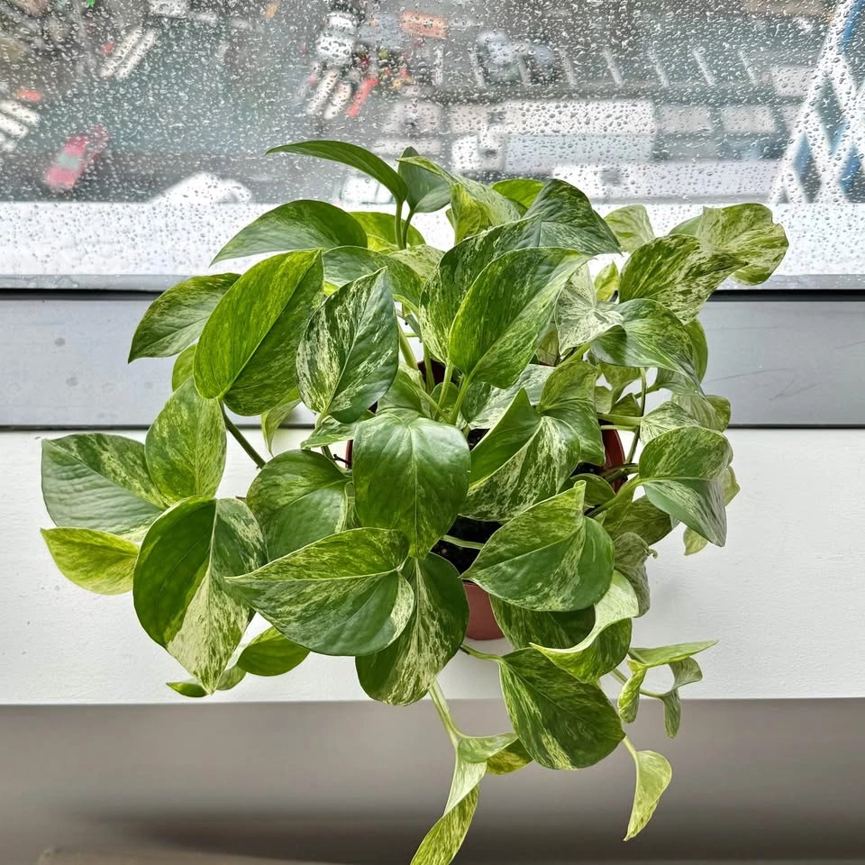 Healthy Golden Pothos - photo 3